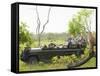 Side View of Tourists in Jeep Looking at Cheetah Lying on Log-Nosnibor137-Framed Stretched Canvas