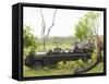 Side View of Tourists in Jeep Looking at Cheetah Lying on Log-Nosnibor137-Framed Stretched Canvas