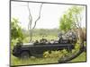 Side View of Tourists in Jeep Looking at Cheetah Lying on Log-Nosnibor137-Mounted Photographic Print