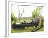 Side View of Tourists in Jeep Looking at Cheetah Lying on Log-Nosnibor137-Framed Photographic Print