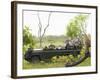 Side View of Tourists in Jeep Looking at Cheetah Lying on Log-Nosnibor137-Framed Photographic Print