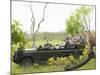Side View of Tourists in Jeep Looking at Cheetah Lying on Log-Nosnibor137-Mounted Photographic Print