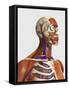 Side View Showing Human Bones with Muscles and Circulatory System-Stocktrek Images-Framed Stretched Canvas