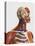 Side View Showing Human Bones with Muscles and Circulatory System-Stocktrek Images-Stretched Canvas