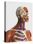 Side View Showing Human Bones with Muscles and Circulatory System-Stocktrek Images-Stretched Canvas