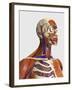 Side View Showing Human Bones with Muscles and Circulatory System-Stocktrek Images-Framed Art Print