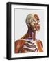 Side View Showing Human Bones with Muscles and Circulatory System-Stocktrek Images-Framed Art Print