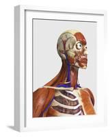 Side View Showing Human Bones with Muscles and Circulatory System-Stocktrek Images-Framed Art Print