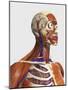 Side View Showing Human Bones with Muscles and Circulatory System-Stocktrek Images-Mounted Art Print