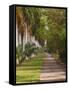 Sidewalk Lined with Palm Trees, Miami, Florida, USA-Adam Jones-Framed Stretched Canvas