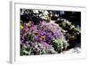 Sidewalk Spring I-Alan Hausenflock-Framed Photographic Print