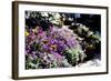Sidewalk Spring I-Alan Hausenflock-Framed Photographic Print