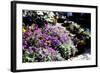 Sidewalk Spring I-Alan Hausenflock-Framed Photographic Print