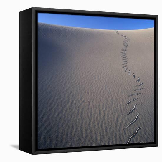 Sidewinder Tracks in Sand Dune-Micha Pawlitzki-Framed Stretched Canvas