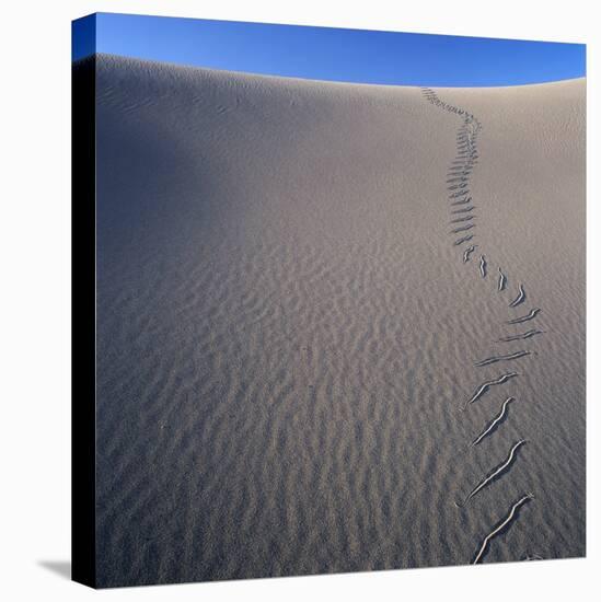 Sidewinder Tracks in Sand Dune-Micha Pawlitzki-Stretched Canvas