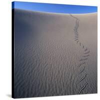 Sidewinder Tracks in Sand Dune-Micha Pawlitzki-Stretched Canvas