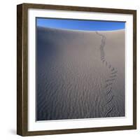 Sidewinder Tracks in Sand Dune-Micha Pawlitzki-Framed Photographic Print