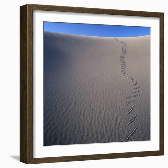 Sidewinder Tracks in Sand Dune-Micha Pawlitzki-Framed Photographic Print