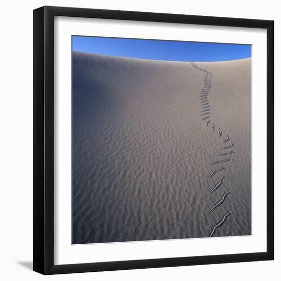 Sidewinder Tracks in Sand Dune-Micha Pawlitzki-Framed Photographic Print