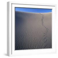 Sidewinder Tracks in Sand Dune-Micha Pawlitzki-Framed Photographic Print