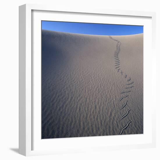 Sidewinder Tracks in Sand Dune-Micha Pawlitzki-Framed Photographic Print