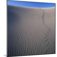 Sidewinder Tracks in Sand Dune-Micha Pawlitzki-Mounted Photographic Print