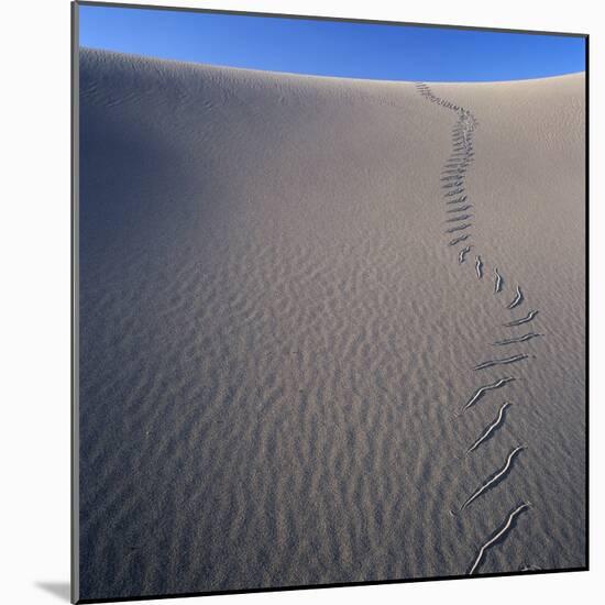 Sidewinder Tracks in Sand Dune-Micha Pawlitzki-Mounted Photographic Print