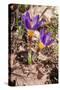 Sieber's crocus in a garden, Italy-Paul Harcourt Davies-Stretched Canvas