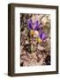 Sieber's crocus in a garden, Italy-Paul Harcourt Davies-Framed Photographic Print