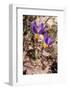 Sieber's crocus in a garden, Italy-Paul Harcourt Davies-Framed Photographic Print