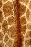 Giraffe Fur-Siede Preis-Laminated Photographic Print