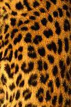 Jaguar Fur-Siede Preis-Laminated Photographic Print
