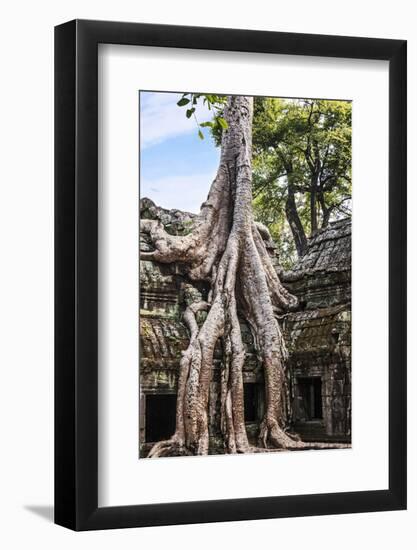 Siem Reap, Cambodia. Giant trees and roots overgrow the ancient ruins and towers of Ta Prohm Temple-Miva Stock-Framed Photographic Print