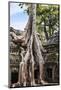 Siem Reap, Cambodia. Giant trees and roots overgrow the ancient ruins and towers of Ta Prohm Temple-Miva Stock-Mounted Photographic Print