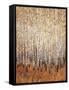 Sienna Birches I-Tim OToole-Framed Stretched Canvas