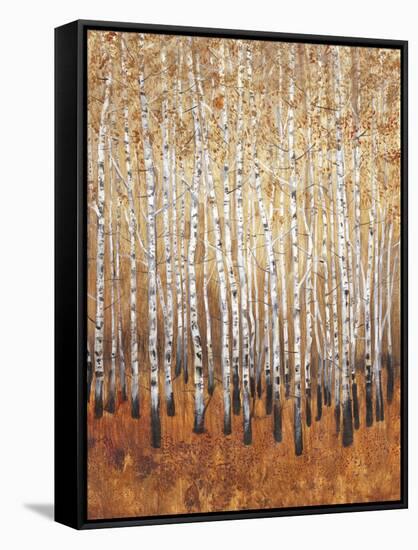 Sienna Birches I-Tim OToole-Framed Stretched Canvas