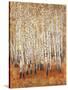 Sienna Birches II-Tim OToole-Stretched Canvas