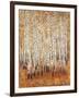 Sienna Birches II-Tim OToole-Framed Art Print