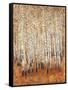 Sienna Birches II-Tim OToole-Framed Stretched Canvas