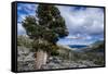 Sierra Juniper and Evergreens Above Echo Lake, Sierra Nevada Mountains-Howie Garber-Framed Stretched Canvas