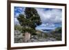 Sierra Juniper and Evergreens Above Echo Lake, Sierra Nevada Mountains-Howie Garber-Framed Photographic Print