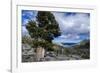 Sierra Juniper and Evergreens Above Echo Lake, Sierra Nevada Mountains-Howie Garber-Framed Photographic Print