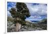 Sierra Juniper and Evergreens Above Echo Lake, Sierra Nevada Mountains-Howie Garber-Framed Photographic Print