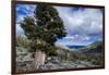 Sierra Juniper and Evergreens Above Echo Lake, Sierra Nevada Mountains-Howie Garber-Framed Photographic Print