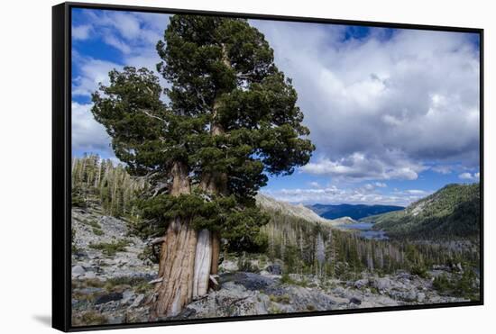 Sierra Juniper and Evergreens Above Echo Lake, Sierra Nevada Mountains-Howie Garber-Framed Stretched Canvas