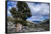 Sierra Juniper and Evergreens Above Echo Lake, Sierra Nevada Mountains-Howie Garber-Framed Stretched Canvas