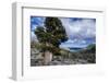 Sierra Juniper and Evergreens Above Echo Lake, Sierra Nevada Mountains-Howie Garber-Framed Photographic Print