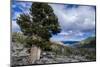 Sierra Juniper and Evergreens Above Echo Lake, Sierra Nevada Mountains-Howie Garber-Mounted Photographic Print