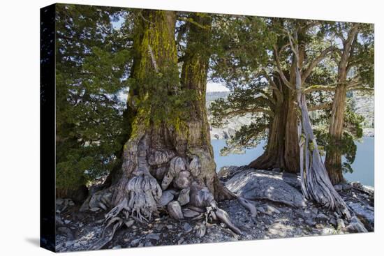 Sierra Juniper and Ralston Lake, Desolation Wilderness, California-Howie Garber-Stretched Canvas