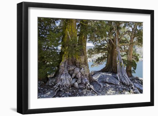 Sierra Juniper and Ralston Lake, Desolation Wilderness, California-Howie Garber-Framed Photographic Print